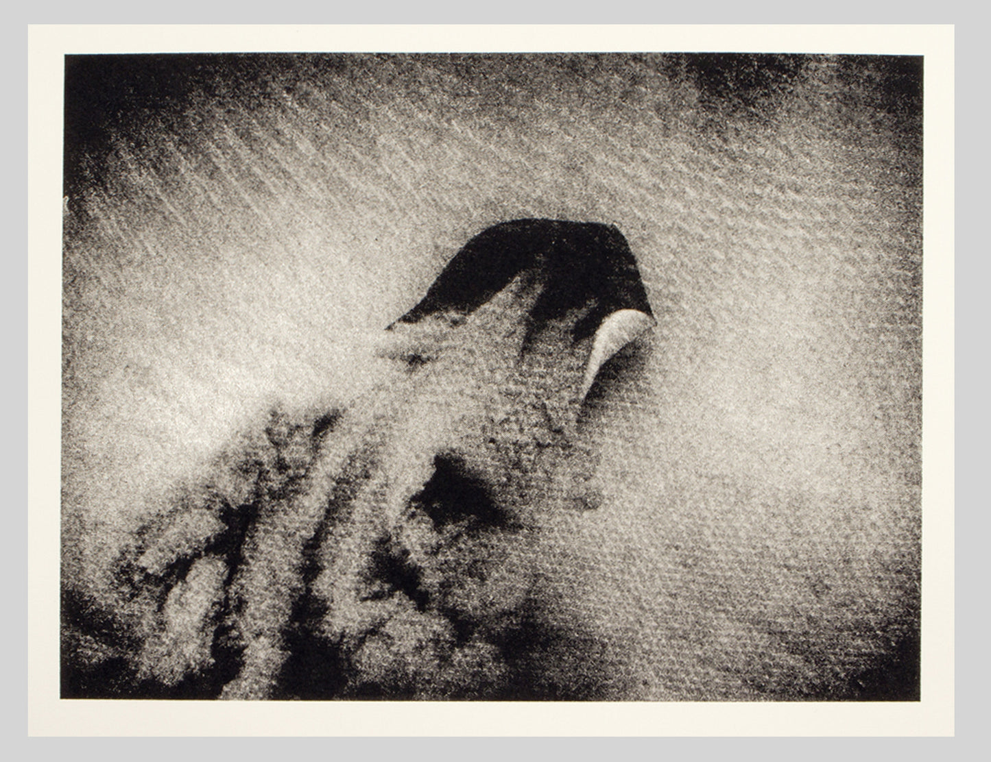 Silkscreen | Sting Ray | Print