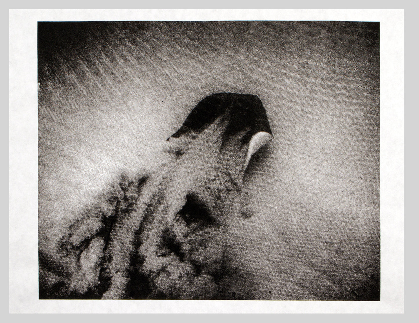 Silkscreen | Sting Ray | Print | Japanese Rice Paper