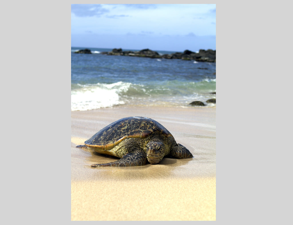 Photograph | Sea Turtle
